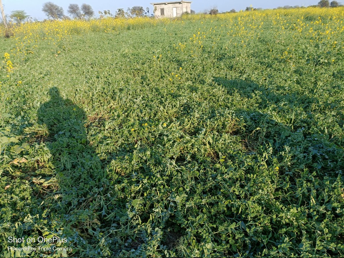 जैसे आप औरैया से जालौन मार्ग यमुना नदी पारकरते हैं।पूल से आपको वाराणसी के अर्ध चंद्राकर गंगा की तरह हूबहू अर्धचन्द्राकार यमुना की शोभा  दिखेगी। पार उतरते ही जालौन की कृषि संपदा का दर्शन होता है।एक किनारे बीहड़ का जंगल दूसरे किनारे  यमुना की उर्वर कृषि भूमि।मीठी मटर बुला ली यहां ।