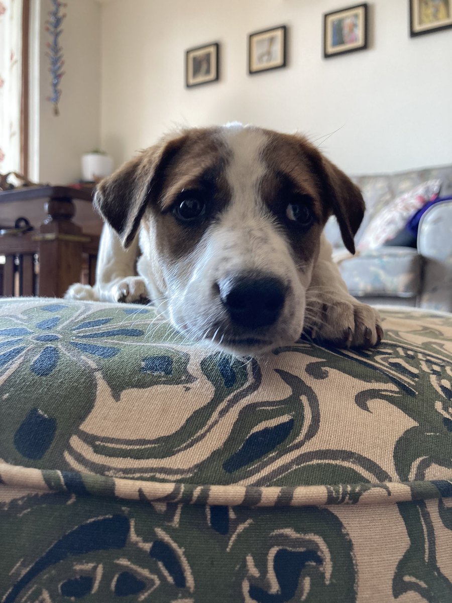 𝙱𝚛𝚒𝚔𝚎𝚜𝚑 tweet media