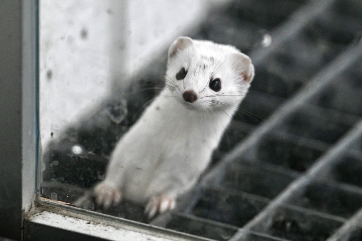 Lumikko tarkistaa porrasritilän alta hiiret