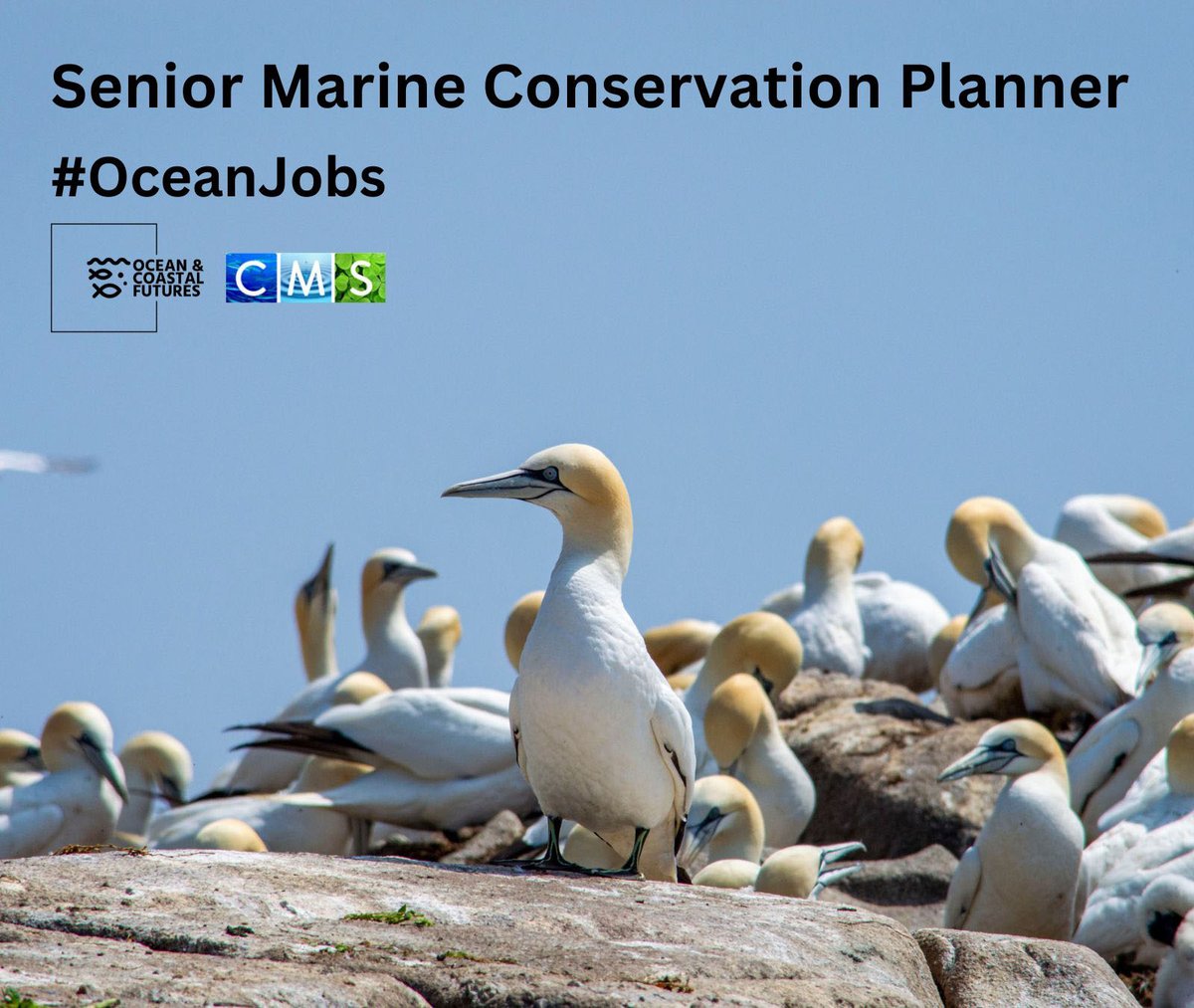 New job opportunity: Senior Marine Conservation Planner - @Natures_Voice @RSPBScotland ▪️Salary: ~£36-39k ▪️Location: Flexible in UK ▪️Closes: 17 March ▪️Full details here 👉cmscoms.com/?p=38092 Sign up for our CMS/OCF #OceanJobs alerts here 👉 bit.ly/3MiyV7i