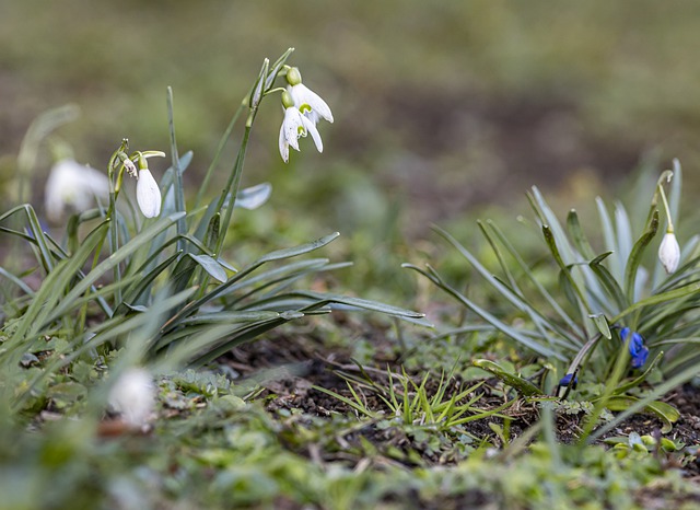 gardendesigns's tweet photo. Where to see snowdrops: Colesbourne Gardens, Cheltenham, UK. @colesbournegardens😍# colesbourne park #snowdropbulbs #snowdrop flower #Galanthus #springplant #snowdropsnearme If you like snowdrops, read more about this amazing garden here: https://t.co/9UpP0uiwyU https://t.co/WXIb2Hxs6D