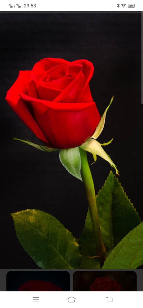 Mariaput333's tweet photo. я люблю цветы 💐  🥰 https://t.co/jS7XTD7aXy