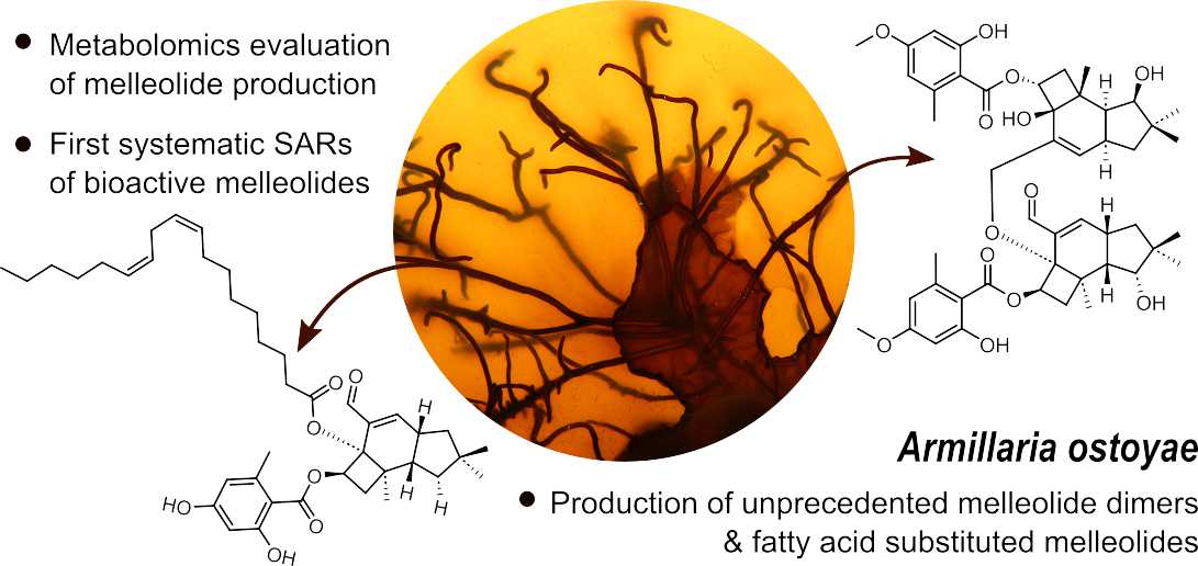 mycobiomics's tweet image. onlinelibrary.wiley.com/.../10.1002/an…
A comprehensive study on secondary metabolite biodiversity of the largest organism on Earth was just published by @angew_chem, involving  @MS_Fungi and BIOTEC. Congrats to all coauthors and many thanks for funding from @MSCActions