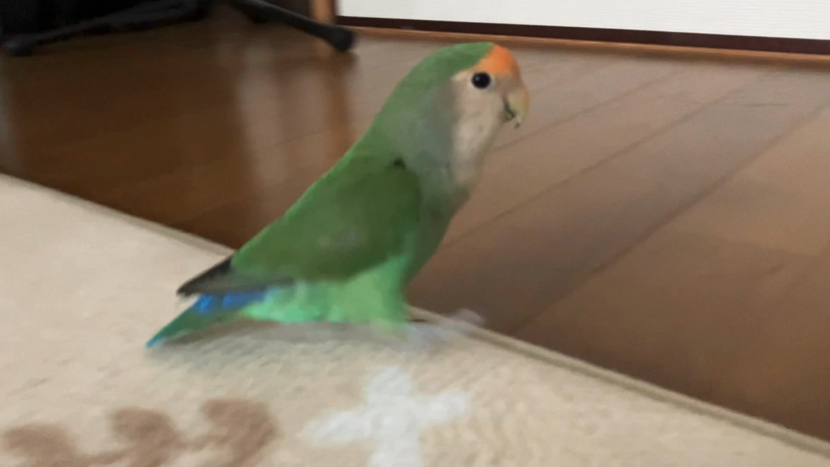 ツッタカター
いつも忙しい人（🐦）