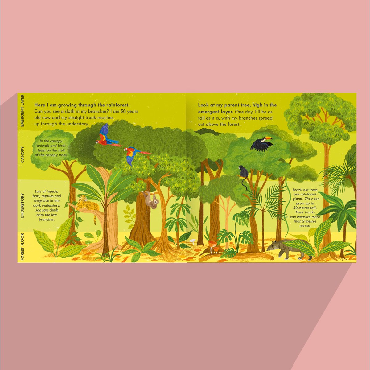 Mamamakesbooks's tweet photo. Deep in the Amazon #rainforest lives a squirrel-like rodent called an agouti, who plays a big role in the rainforest ecosystem… from little nuts, mighty Brazil nut trees grow. Little Brown Nut, a #primaryscience book for 5 to 8s with fold out map, animal ISpy & #freeworksheets https://t.co/PrJsEsrGmZ
