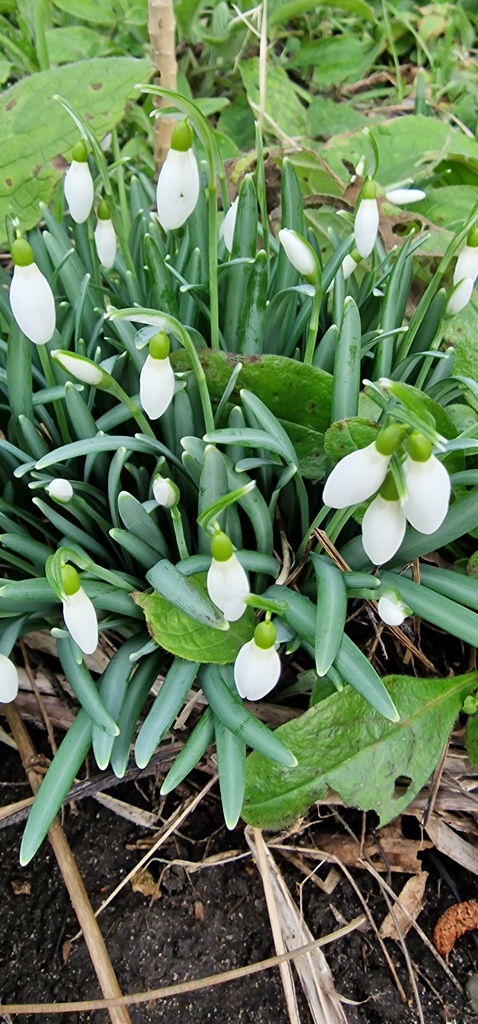 growmadsteven's tweet photo. Anyone else got or developing a bit of a Snowdrop fascination!?!

Saw these growing in the new garden and have been a little obsessed at seeing how they turn out.

#garden #plants #snowdrops #gardening #plantsmakepeoplehappy #gardeners #gaygardener #gardenwishlist #flowers https://t.co/MsN3Zvc8nX