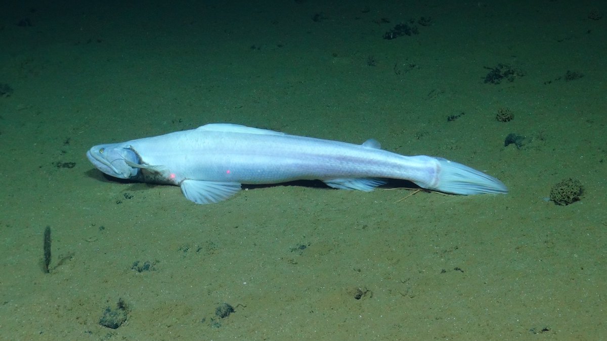 At over 70 cm long, this lizardfish is one of the biggest things we've seen on our expedition to the abyssal seafloor of the Pacific Clarion Clipperton Zone #smartexccz @NOCnews @NHM_Science