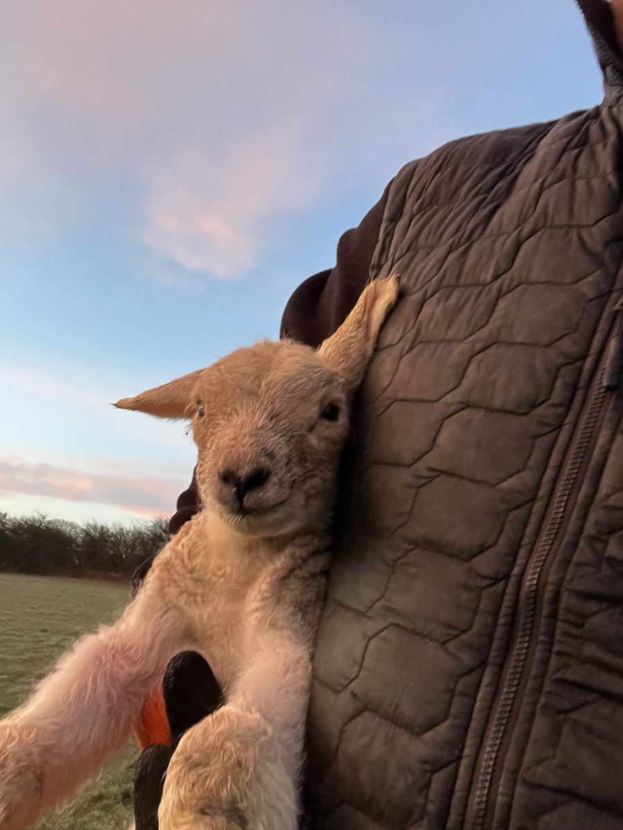 4am start. Cricket on, fed &amp; checked sheep, little Jay checked over (doing ok) and dogs all fed💙💙 ABOSH #sheeplife #wannabefarmer #littlelamb