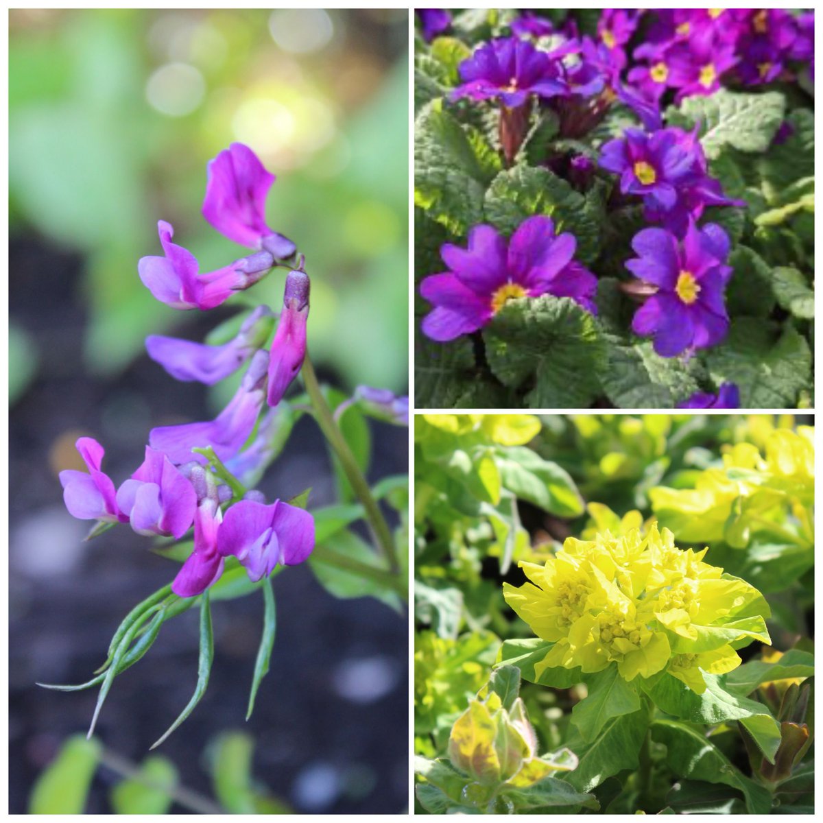 Morning all - a frosty start here, so here's a little Saturday cheer for you - a collection of early spring beauties chosen by our very own @Annie_Daisy_5 . Three gorgeous hardy perennials, ready to plant, for just £4.00 each, when bought together. bluebellcottage.co.uk/plants/SPR241-….