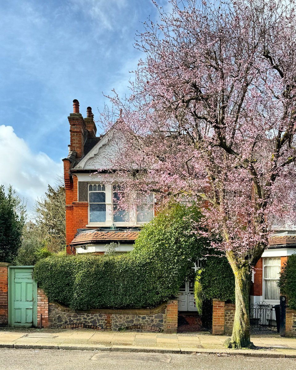 This weeks blossom in Muswell Hill 🌸 #blossomwatch #muswellhill #Spring2024