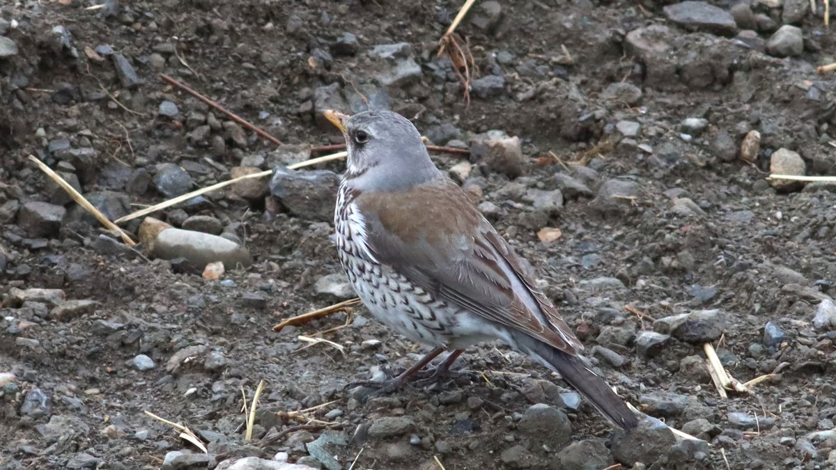 #ノハラツグミ #Fieldfare #TurdusPilaris