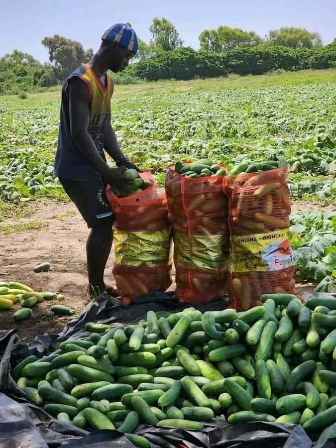 خيرات السودان بلدي الحبيب🇸🇩❤️🇸🇩