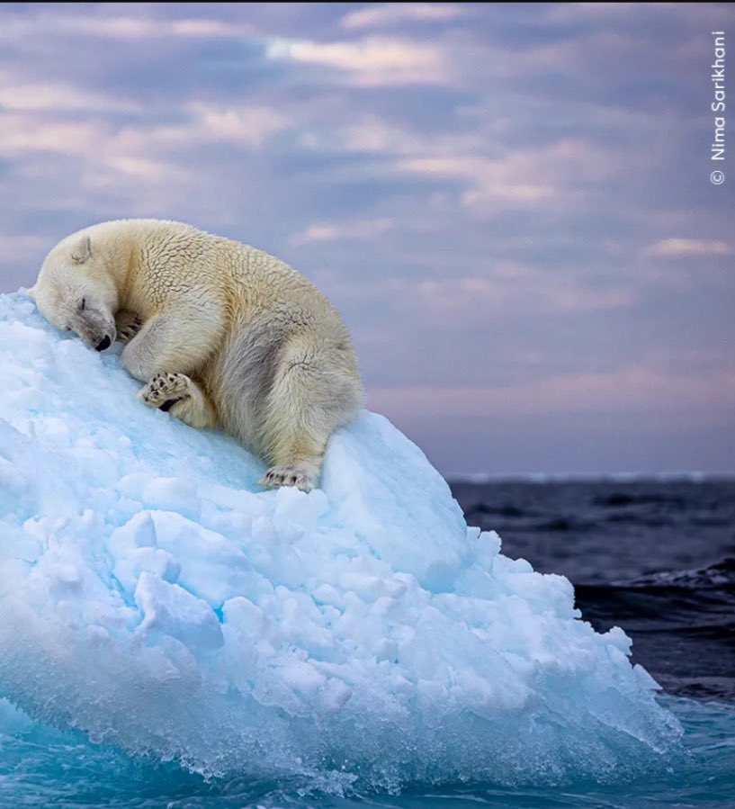 polarbearshope's tweet image. With #polarbearday coming soon we are looking forward to singing our #climatesong and comparing the reality of  a melting #icebed with the imaginary bed of roses.