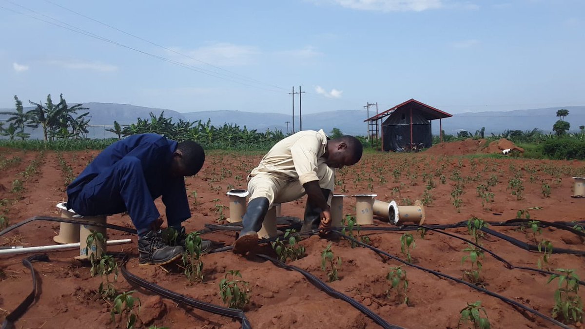 ignace_izere's tweet photo. #Dripirrigation system has potential to save water and nutrients by enabling water to drip slowly through #emitters in the plant root zone. It is better for high value crops like chilli, tomato, and others.
@mukunzielyse https://t.co/UZC1jQ80wj