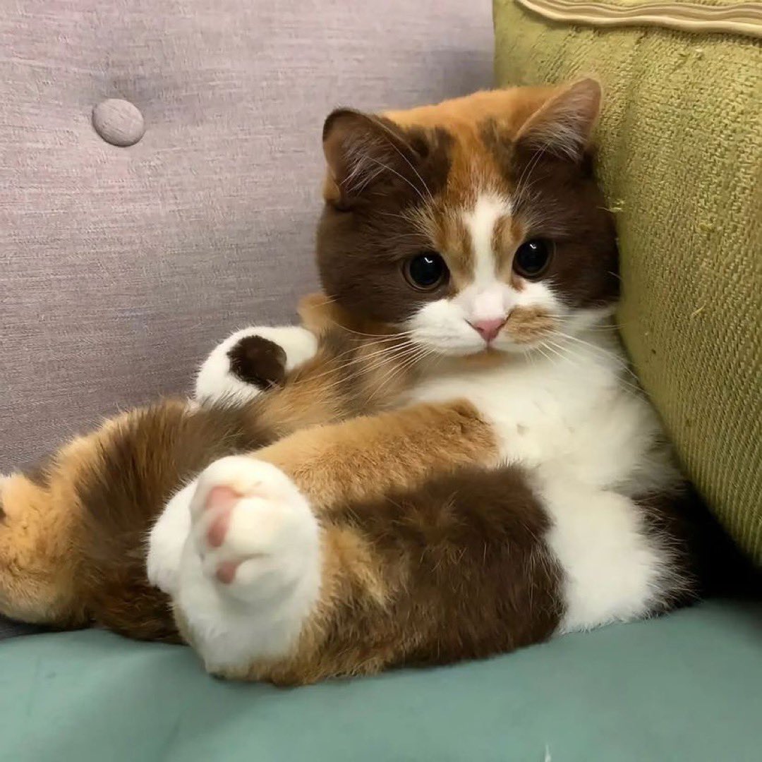 Cat.exe (@thecatexe) on Twitter photo 