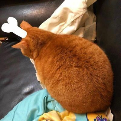 Why you should have a cat tweet media
