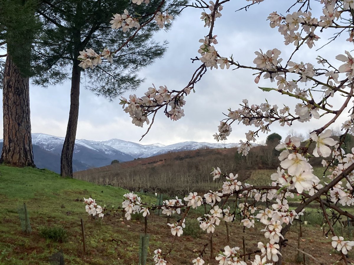 Primavera e invierno se solapan en El Bierzo… los almendros en plena floración en Las Gundiñas mientras Dragonte amanece nevado. Así es nuestra tierra, llena de contrastes y de belleza! 🌳🏡🌳🦗🌺❄️🏔️