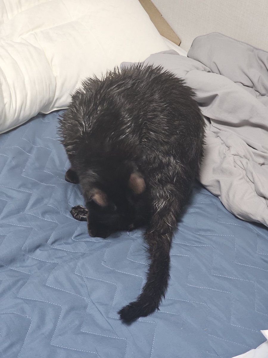 목욕햇어요
1년만에...
드라이기는 너무너무 무서워해서 못 함...