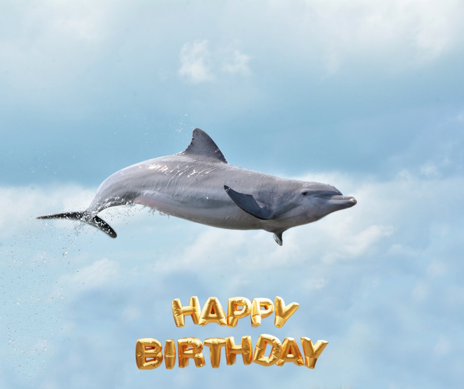 This birthday girl turns 9 today! Join us in wishing Cacica a happy happy birthday! Adopt Cacica here: dolphins.org/adopt_a_dolphi…