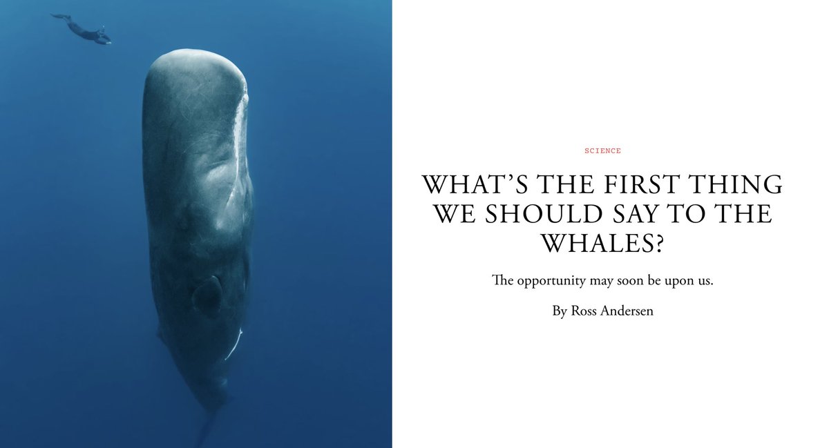 I wrote about the effort to decipher sperm whale language with artificial intelligence. I reached out to philosophers, linguists, animal rights lawyers, marine biologists, field scientists who specialize in whales, and paleontologists. Assume that this works, I told them.