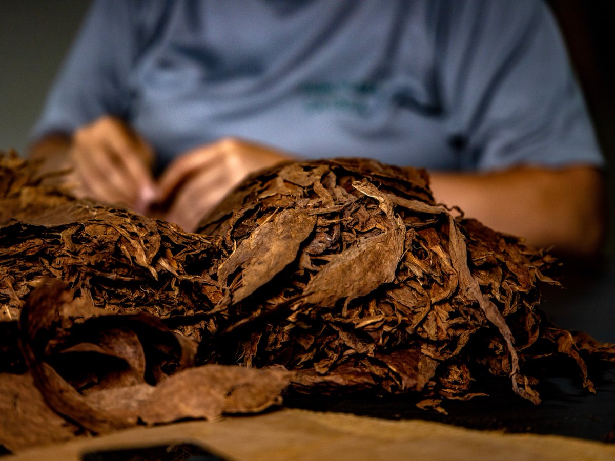 Matilde Cigars tweet media