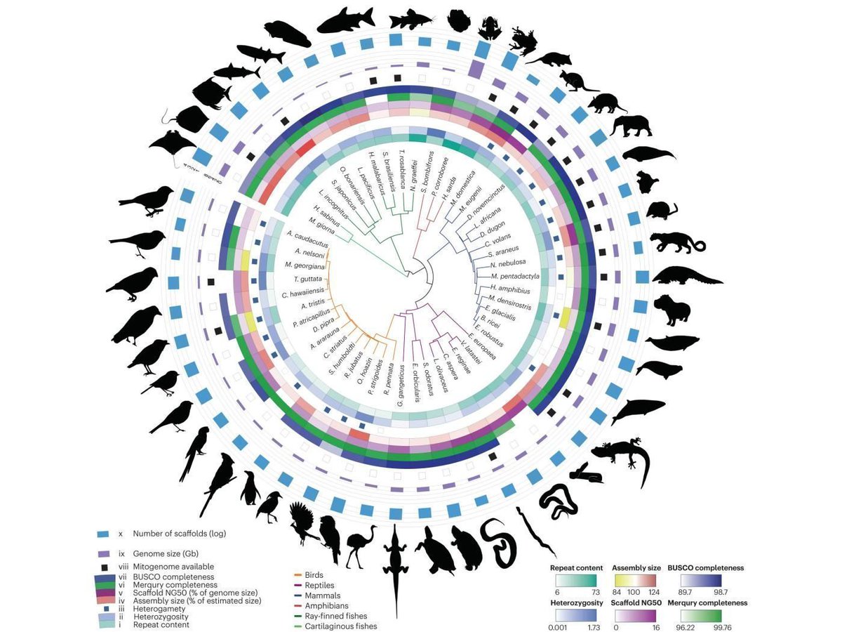 Galaxy, an open-source software co-developed by Professor of Biochemistry and Molecular Biology Anton Nekrutenko, is revolutionizing genetic sequencing. This program is making it easier to assemble genomes and further understand evolution. 

Read more: buff.ly/42NFqbn