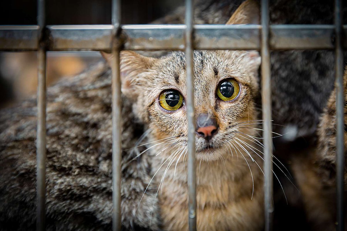 Cats who are victims of the cat meat trade in China & Vietnam, don't have time to do cute cat things. They're too busy trying to survive harsh, cruel, inhumane conditions. Please retweet to raise awareness. They matter. #Caturday They need our help.