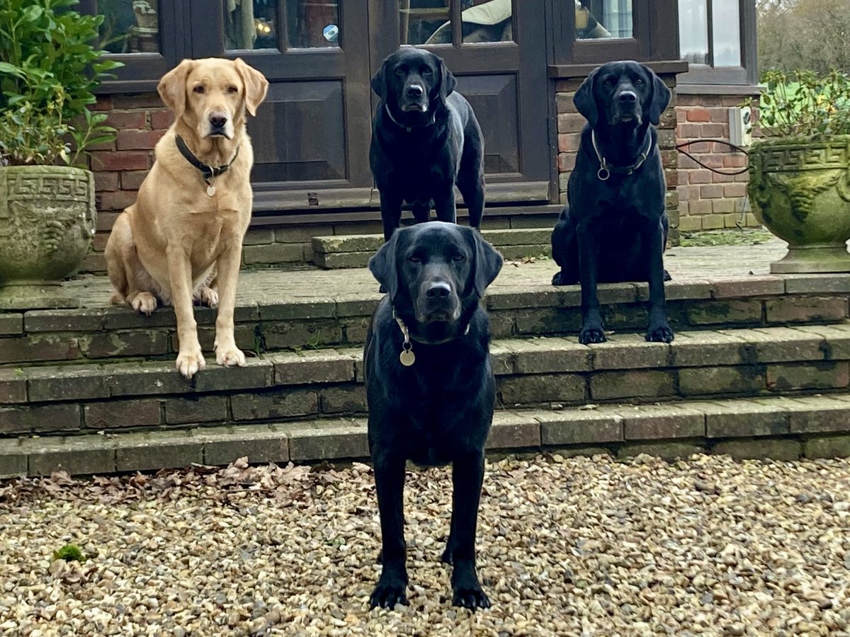 The Labradors. #GreatestHits