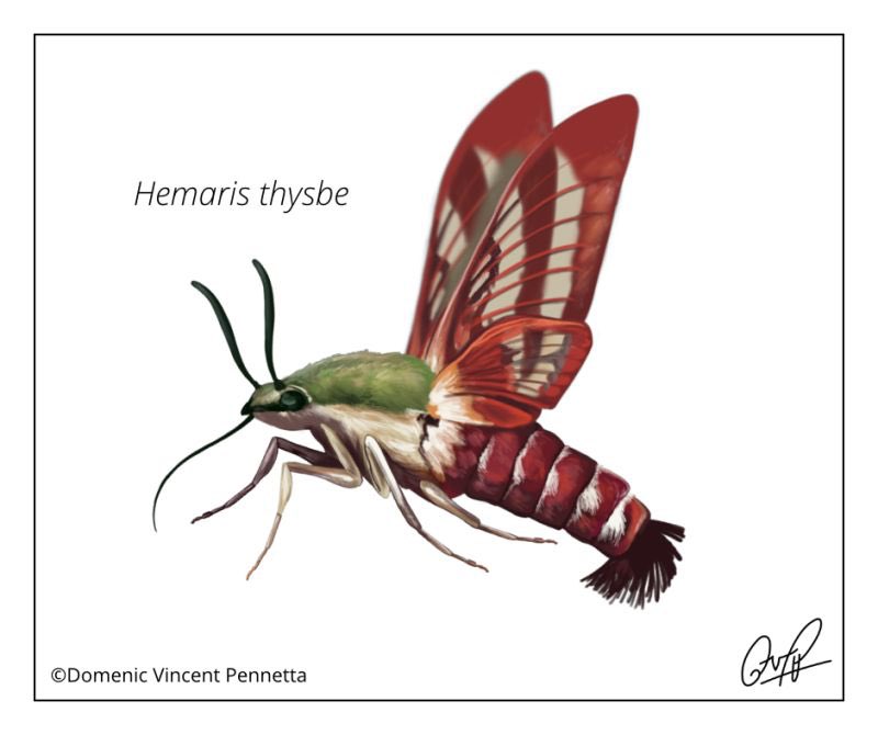As it nears spring we inch ever closer to seeing the return of #clearwing moths! They feed on and pollinate many native plants like wild bergamot, buttonbush, milkweed, and thistle. 🌿🌸

#sciart #scientificillustration #wildlifeart #moth #entomology