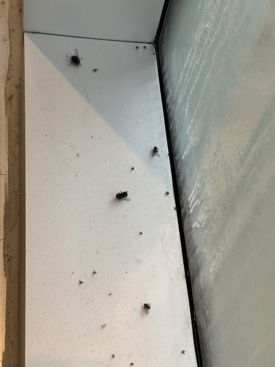 NERDSLIKEUS's tweet image. Graveyard of dead insects INSIDE a @Starbucks in Columbus convention center. As a former regional manager of restaurants I am at a loss for words. #starbucks do better. This staff clearly doesn’t care. #healthcode #gross 
@StarbucksNews