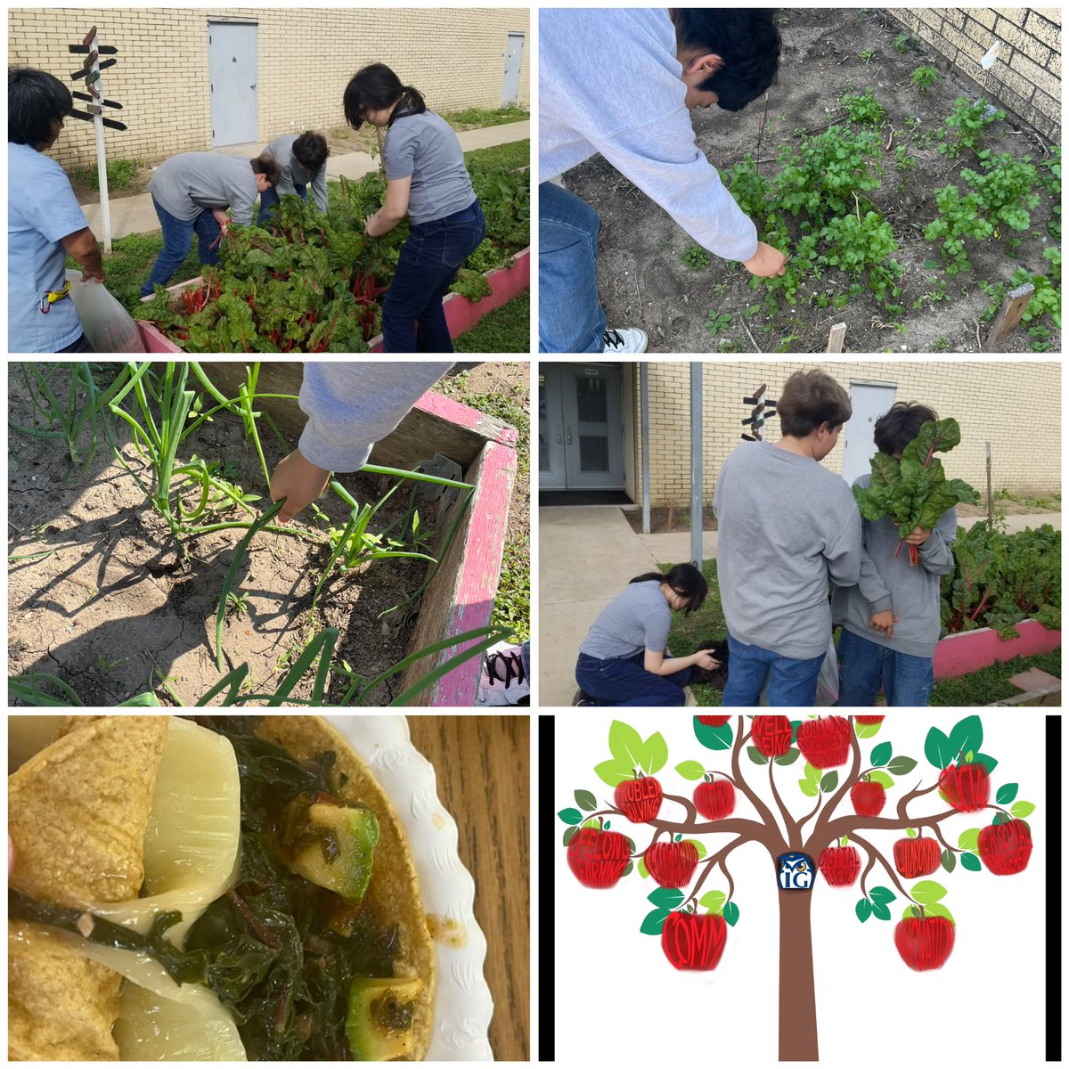 You can buy all these nutritional foods @HEB and make a veggie taco or you can harvest them from our @IandGCenter gardens. Either way “you will go home a hero”! Our students learn authenticity @McAllenISD @McAllenISDCTE @usedgov @USDA @TeachThought @TeachForAmerica