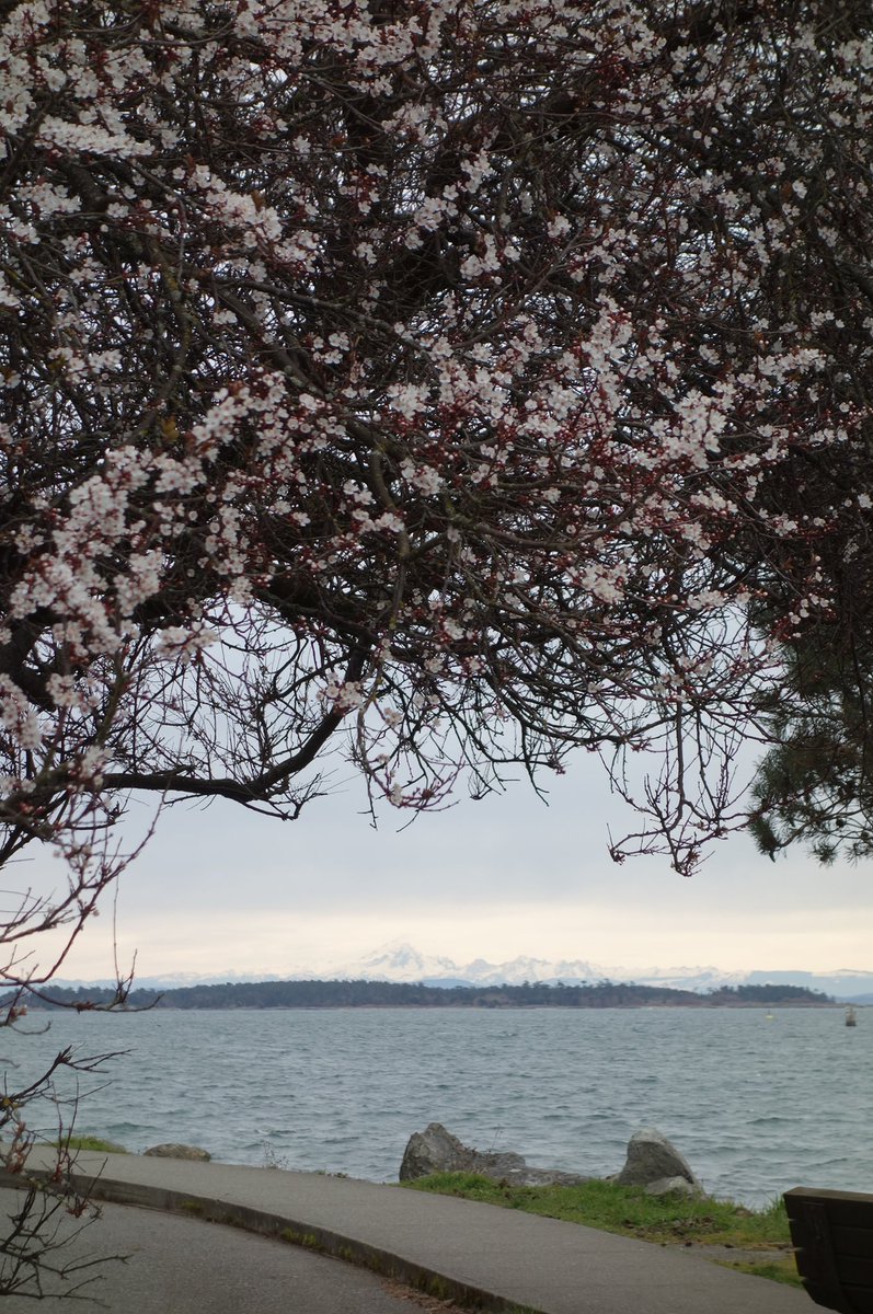 ~ A snowy Mt. Baker keeps an eye on our February blossoms from a distance .. 🩷🌸🗻 ~ Oak Bay, BC ~
