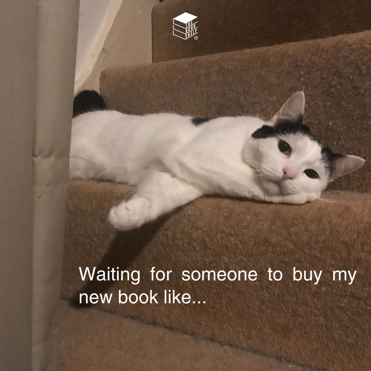 😅Anyone else? 

Comment your #newbook below ⬇

#selfpublishing #bookmarketing #meme #funny #fyp #catmeme