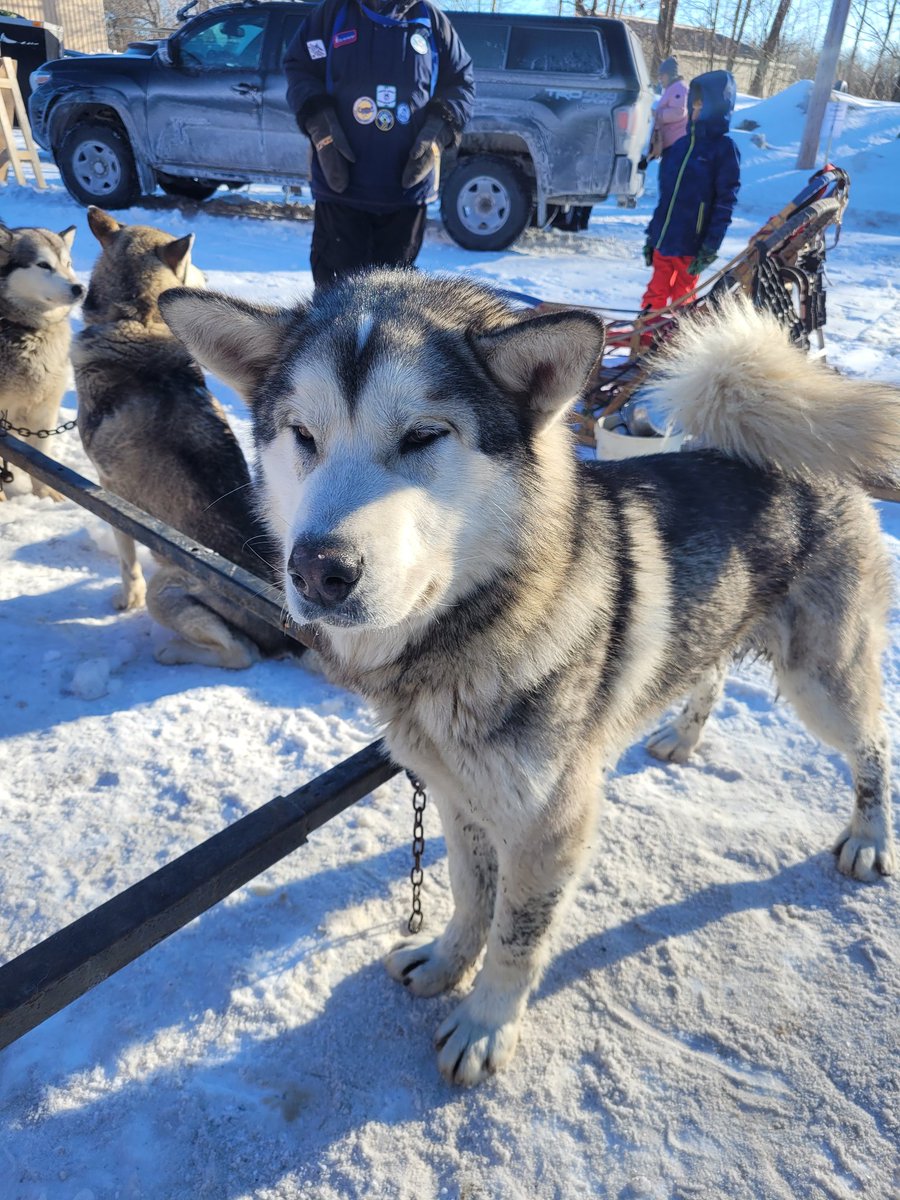The Siberian Huskies are gathering for the annual Seguin Sled Dog Mail Run from Humphrey to Rosseau.
#parrysound