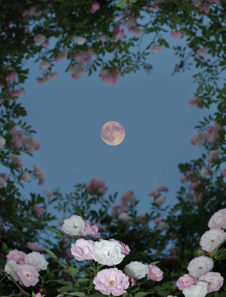 moon & flowers