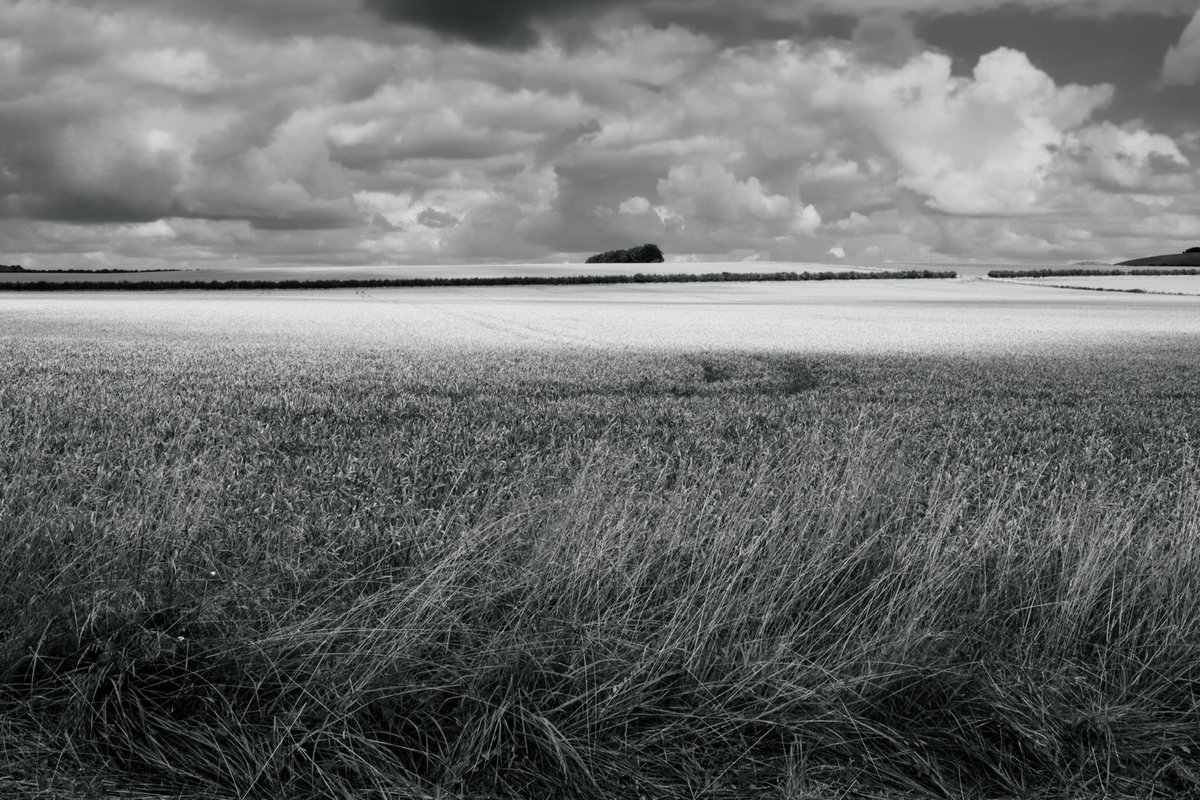 Marlborough Downs from The Ridgeway - Landscape shoot - 2022 #marlboroughdowns #ridgeway #landscapephotography #fujixpro2