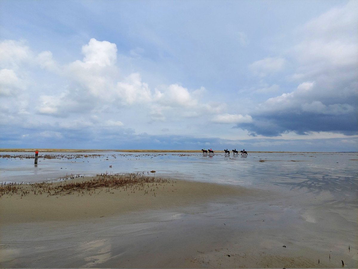 HettieZurMuhlen's tweet photo. Paardrijden op #Ameland ๐๐๐๐๐
#groenestrand #paal8 #paarden #wolkenluchten #mooieluchten #eilandleven #Vrijheid https://t.co/z9KK5QKF4L