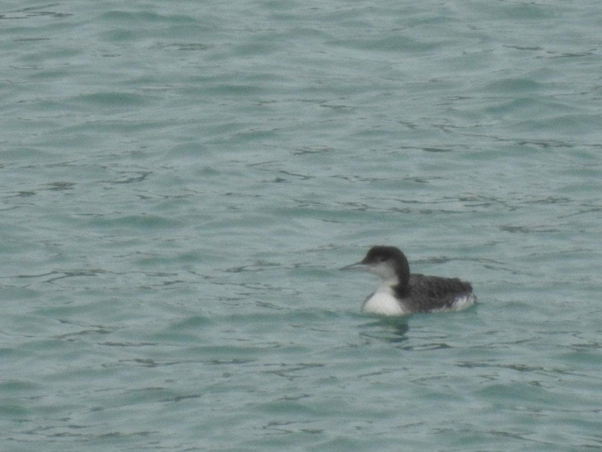 Mary Cadogan (@marycadogan1) on Twitter photo Great Northern Diver South Harbour Cape Clear. <a href="/CCBOIE/">Cape Clear Bird Obs</a> <a href="/BirdWatchIE/">BirdWatch Ireland</a> <a href="/oliver_geoff/">Geoff Oliver</a> <a href="/Steveccbo/">Steve Wing</a> Great Northern Diver South Harbour Cape Clear. <a href="/CCBOIE/">Cape Clear Bird Obs</a> <a href="/BirdWatchIE/">BirdWatch Ireland</a> <a href="/oliver_geoff/">Geoff Oliver</a> <a href="/Steveccbo/">Steve Wing</a>