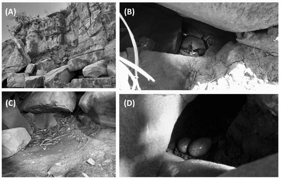 📢🚨New paper alert and a good news!

A new breeding site was found for the vulnerable Japanese murrelet.
#seabirds #OpenAccess #conservation #seabirdersaturday 
marineornithology.org/PDF/52_1/52_1_…