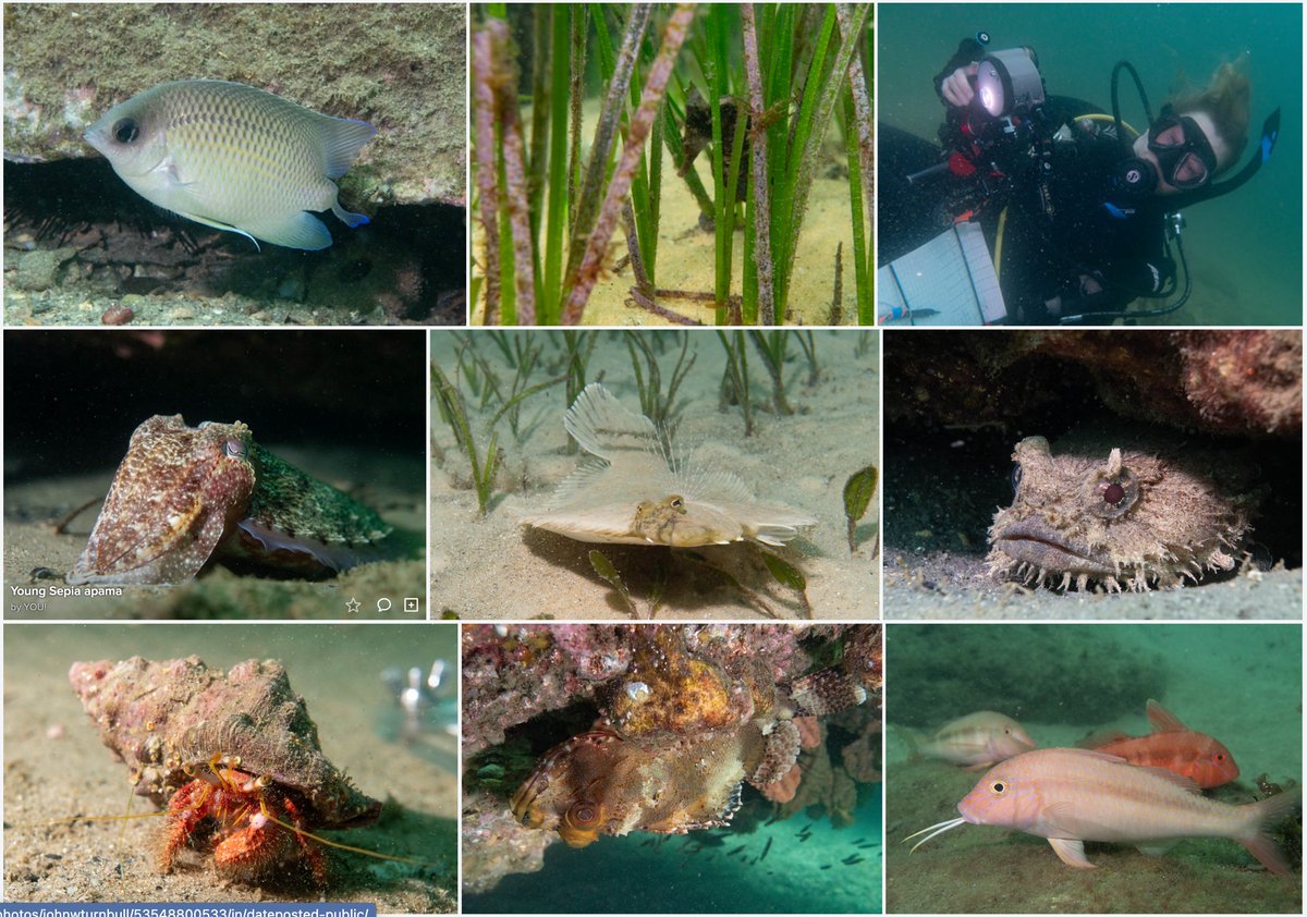 Surprisingly good conditions despite recent rain for our double @ReefLifeSurvey at Camp Cove today. #citizenscience #marinescience #sydneyharbour