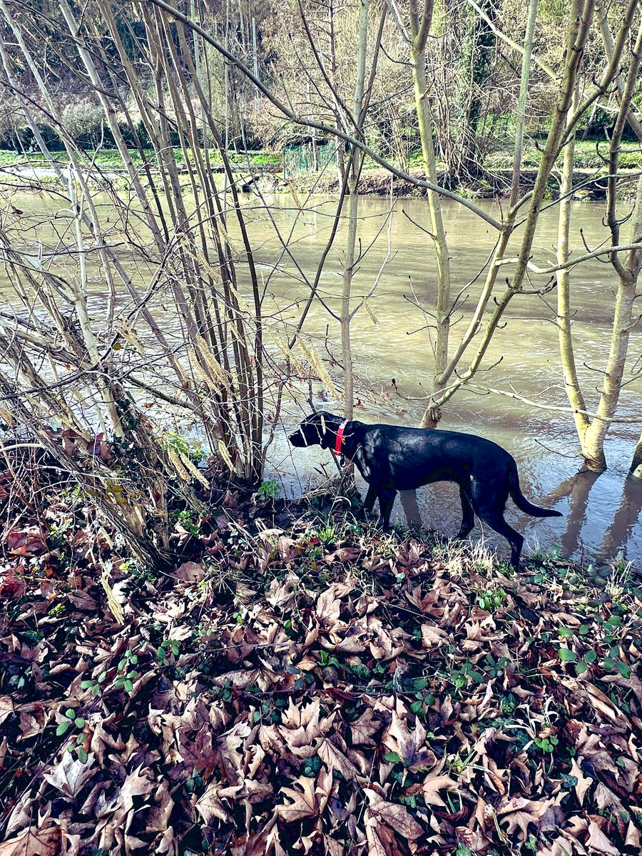 courbet_julien's tweet photo. Ballade ... #simonelechien https://t.co/LiXxmYOMaE