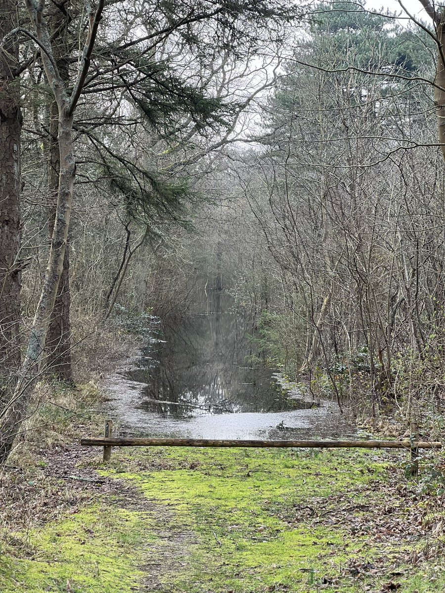 Bossen op #Vlieland staan blank…
