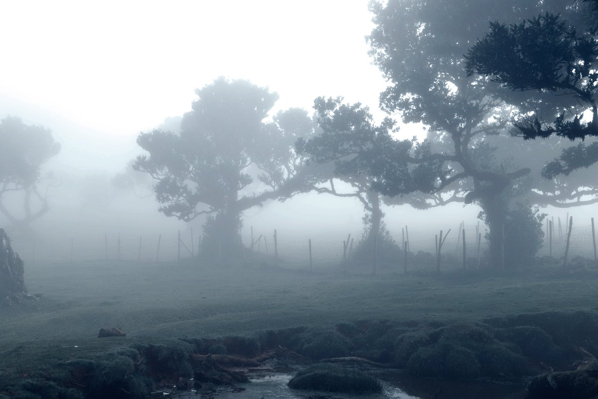 Daydream.

Selfportrait in Madeira, 2023