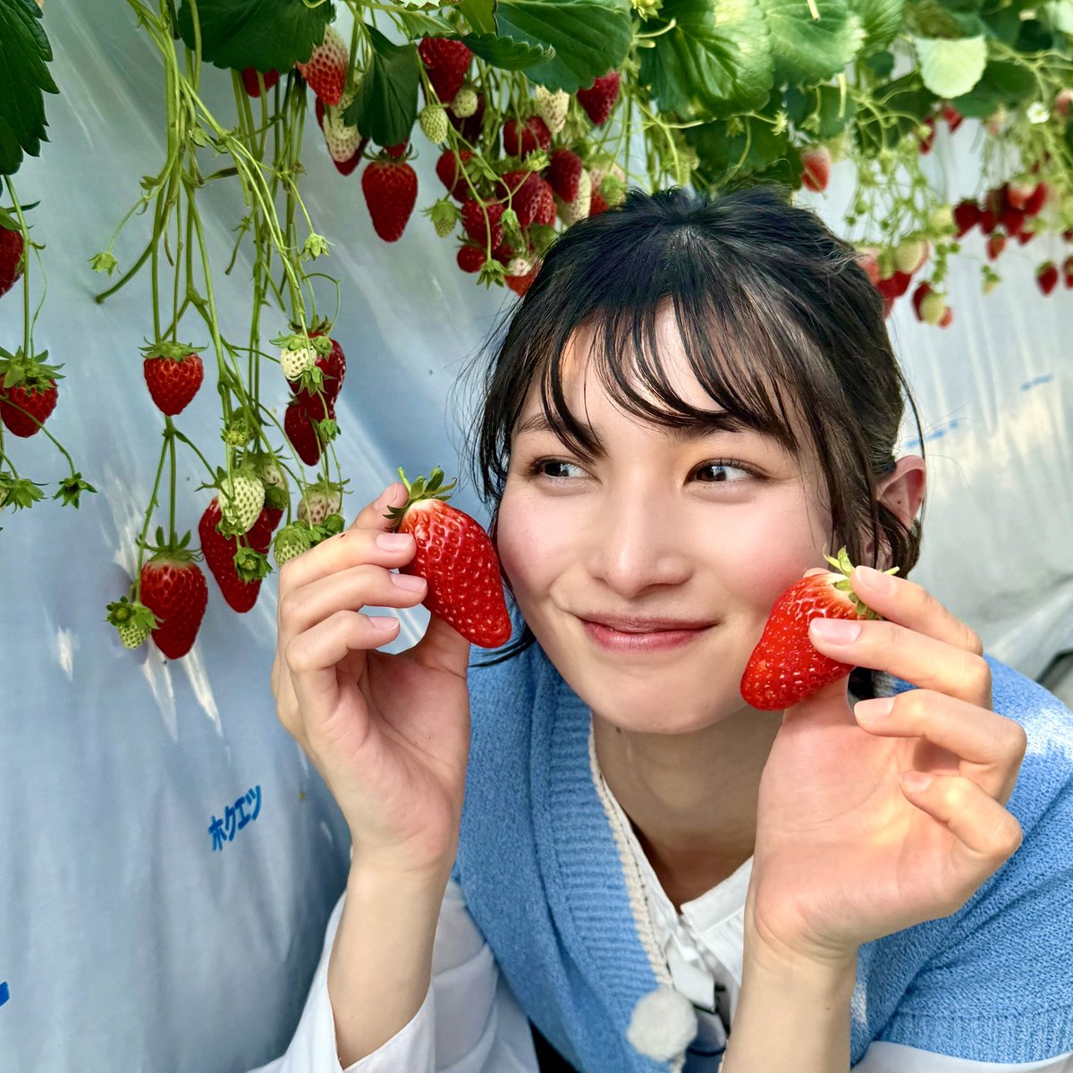oisland_rino25's tweet photo. 今日の #王様のブランチ 
ありがとうございました👑💕

美味しい苺をいっぱい食べられて
幸せでした🥰🍓
オフショット少しずつアップするね~📸✨
#大島璃乃 https://t.co/b4l023pKv7