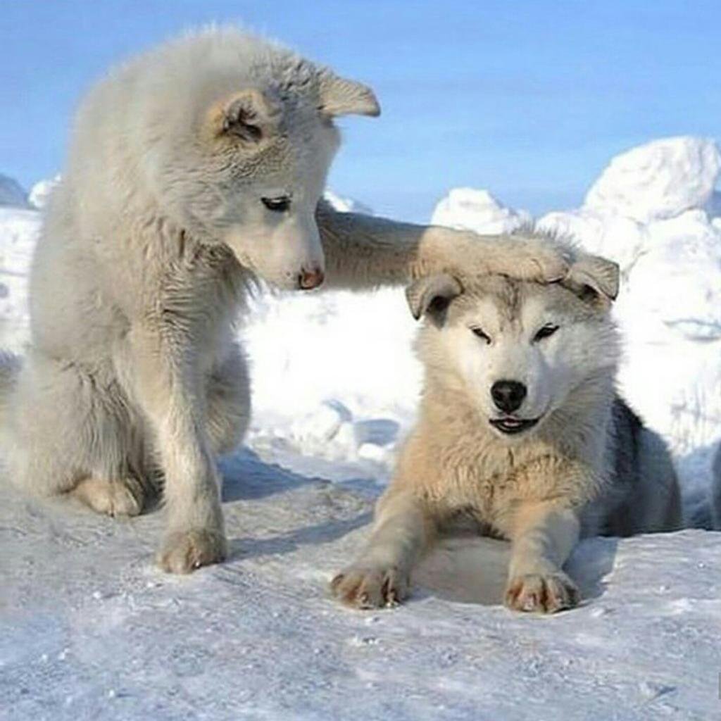 CorellaTej7982's tweet photo. #hello #hellobro #hellosister #friends #smile #snow #AnimalRights #amimallover #wildlife #selfies #neige #animo #buenfinde #weekendvibes https://t.co/xQjFl2a62L