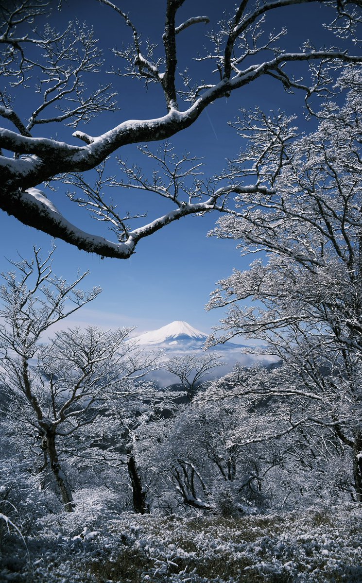 べちか tweet media