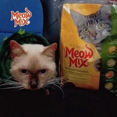 meowmixph's tweet photo. "Exploring a Purr-fectly delicious world with Komi and @meowmix_ph ! 🐾 😺" — ©️ Nikkaela Pedregosa

Thank you Komi and Ms. Nikkaela for sharing your #PurrfectMeowmentswithMeowMix! 💛✨️ https://t.co/GYJ0nsensO