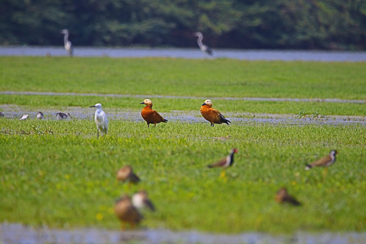 Andhra Pradesh Environment & Forest Department tweet media