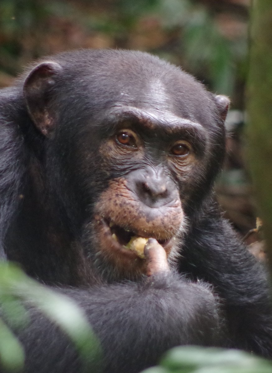 📢JOB ALERT📢 We are seeking a PROJECT VETERINARIAN and RESEARCH ASSISTANTS to join us at @TaiChimpProject in the beautiful Tai National Park with all its wildlife, especially the wild chimpanzees. Apply now, RT Project VET: taichimpproject.org/_files/ugd/c4b… RAs: taichimpproject.org/_files/ugd/c4b…