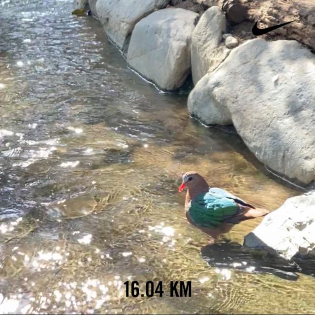 mizoeve's tweet photo. ろんぐすろーでぃすたんす🌳🦜Nike⁠ Run Club アプリで 16.04 kmを走りました https://t.co/MZyDYbpVCM